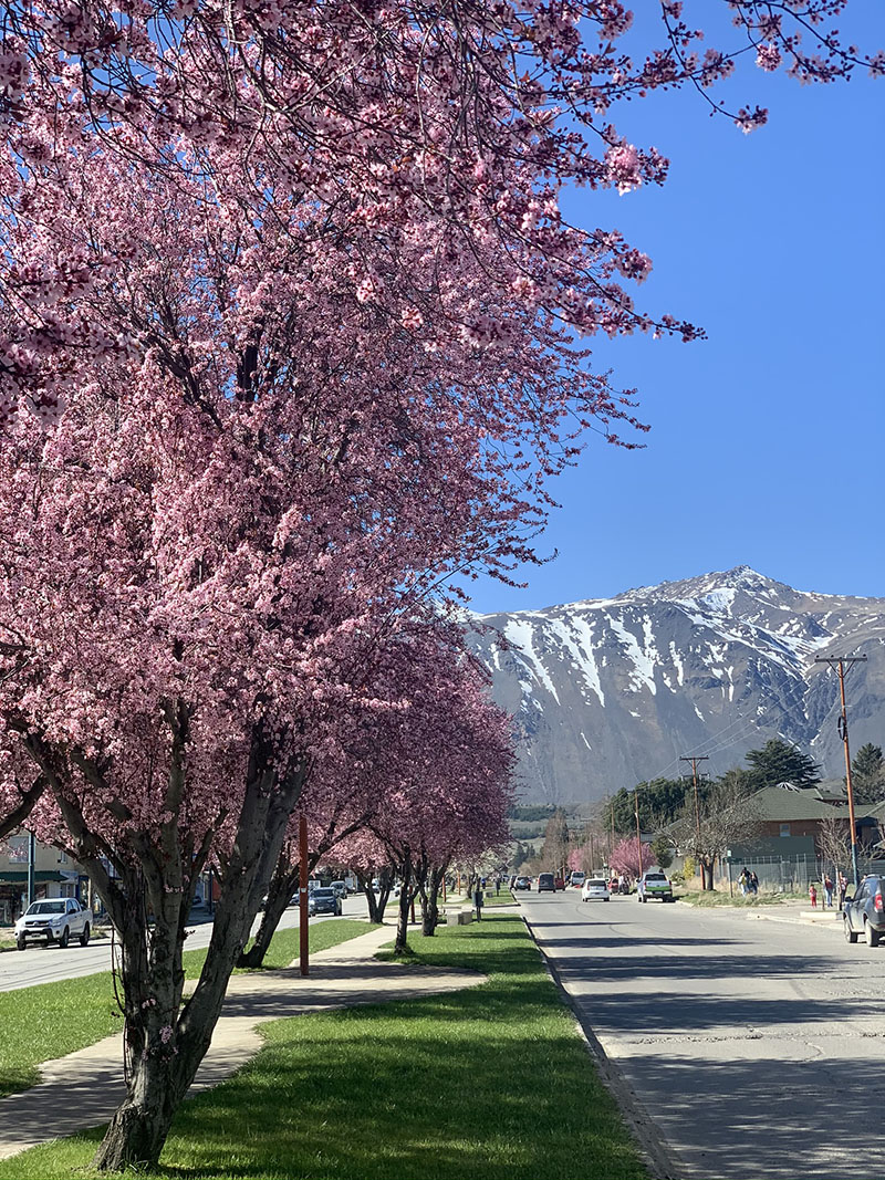 tree with pink flowers and mountains in the background